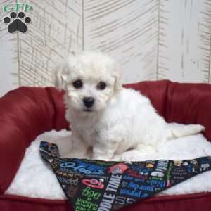 Muffin, Bichon Frise Puppy